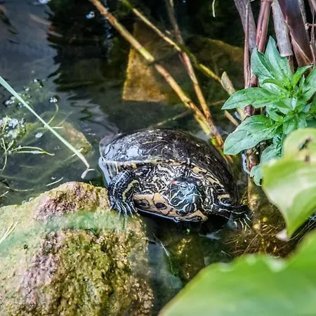 Апартаменты La Cuppulata - Stile Classico Enas