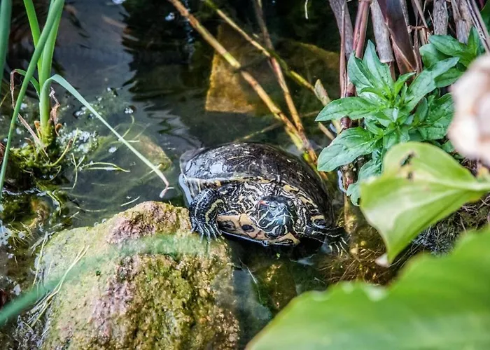 Appartement La Cuppulata - Stile Classico Enas